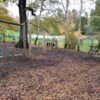 St Julians woodland activity trail route with balance and rope features